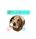 愛犬 ゴールデンレトリバー（個別スタンプ：2）