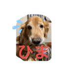 愛犬 ゴールデンレトリバー（個別スタンプ：3）