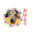 愛犬 ゴールデンレトリバー（個別スタンプ：4）
