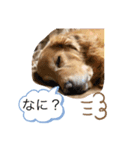 愛犬 ゴールデンレトリバー（個別スタンプ：5）