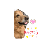 愛犬 ゴールデンレトリバー（個別スタンプ：6）
