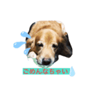 愛犬 ゴールデンレトリバー（個別スタンプ：7）