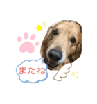 愛犬 ゴールデンレトリバー（個別スタンプ：8）