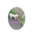 愛犬ちーちゃん（個別スタンプ：1）