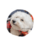 愛犬ちーちゃん（個別スタンプ：2）