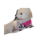 愛犬ちーちゃん（個別スタンプ：3）