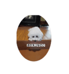 愛犬ちーちゃん（個別スタンプ：6）