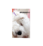 愛犬ちーちゃん（個別スタンプ：7）