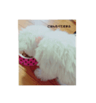 愛犬ちーちゃん（個別スタンプ：8）
