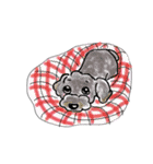 わんこ大好き～ワンずスタンプ～（個別スタンプ：16）