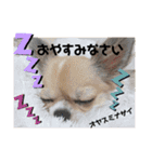 川本さんちの可愛い子ちゃん（個別スタンプ：8）