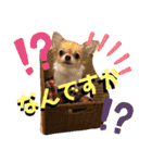 川本さんちの可愛い子ちゃん（個別スタンプ：9）