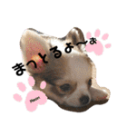川本さんちの可愛い子ちゃん（個別スタンプ：12）