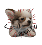 川本さんちの可愛い子ちゃん（個別スタンプ：20）