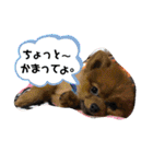 川本さんちの可愛い子ちゃん（個別スタンプ：21）