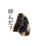 M.K.with gorilla（個別スタンプ：5）
