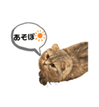 銀さん銀さんもなか②（個別スタンプ：7）