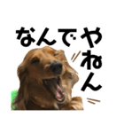 スケベな犬のコーチ（個別スタンプ：1）