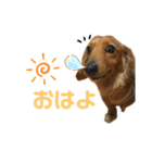 スケベな犬のコーチ（個別スタンプ：2）