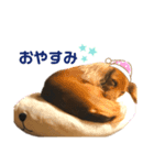 スケベな犬のコーチ（個別スタンプ：3）