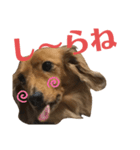 スケベな犬のコーチ（個別スタンプ：5）