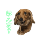 スケベな犬のコーチ（個別スタンプ：6）