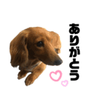 スケベな犬のコーチ（個別スタンプ：7）
