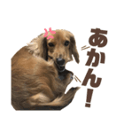 スケベな犬のコーチ（個別スタンプ：8）