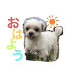 こたろうとだいきち（個別スタンプ：1）
