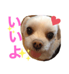こたろうとだいきち（個別スタンプ：7）