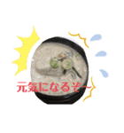 韓国料理マッシッソ❣️（個別スタンプ：3）