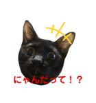 黒猫じんたろう（個別スタンプ：1）
