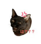 黒猫じんたろう（個別スタンプ：2）
