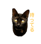 黒猫じんたろう（個別スタンプ：3）