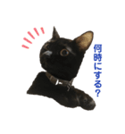 黒猫じんたろう（個別スタンプ：4）