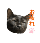 黒猫じんたろう（個別スタンプ：5）