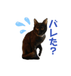 黒猫じんたろう（個別スタンプ：6）
