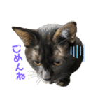 黒猫じんたろう（個別スタンプ：7）