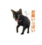 黒猫じんたろう（個別スタンプ：8）