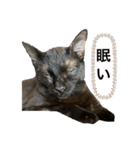 黒猫じんたろう（個別スタンプ：9）
