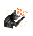 黒猫じんたろう（個別スタンプ：10）