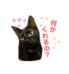黒猫じんたろう（個別スタンプ：11）