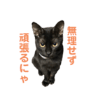 黒猫じんたろう（個別スタンプ：12）