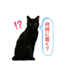 黒猫じんたろう（個別スタンプ：13）