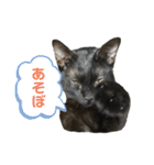 黒猫じんたろう（個別スタンプ：14）