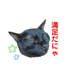 黒猫じんたろう（個別スタンプ：16）