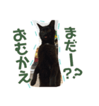 うちんくのねこ1（個別スタンプ：4）