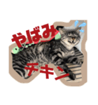 うちんくのねこ1（個別スタンプ：5）