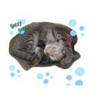 うちんくのねこ1（個別スタンプ：8）