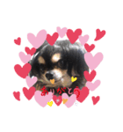 チワワのASUKA(⸝⸝›_‹⸝⸝)（個別スタンプ：3）